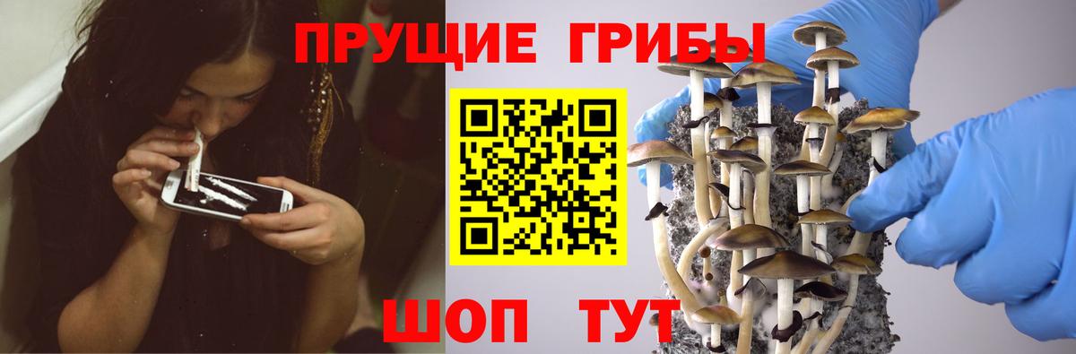 Галлюциногенные грибы Psilocybine cubensis Верхняя Пышма